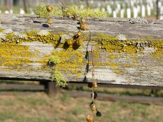 Fence post at Handley Vineyards, photo by Linda A Levy, Santa Cruz, CA Digital Artist
