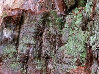 Photo of bark surface texture, by Linda A. Levy